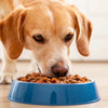 Can Dogs Eat Wet Food Every Day? A Comprehensive Guide
