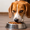 Can Dogs Eat Wet Food? Exploring the Benefits, Risks, and Best Practices