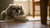 Can Dogs Eat Zucchini? A Comprehensive Guide for Pet Owners