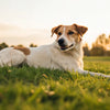 Can Dogs Lose Weight from Depression? Understanding the Connection