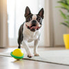 Can Dry Dog Food Cause Loose Stools? Understanding the Connection