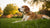 Can Fleas Make Your Dog Lose Weight? Understanding the Connection