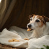 Can Grain Free Dog Food Cause Itching? Understanding the Connection