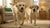 Can I Add Milk to My Dog's Dry Food? Exploring the Benefits and Risks