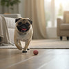 Can I Feed My Dog Raw and Dry Food? Understanding the Benefits and Risks of Mixing Diets
