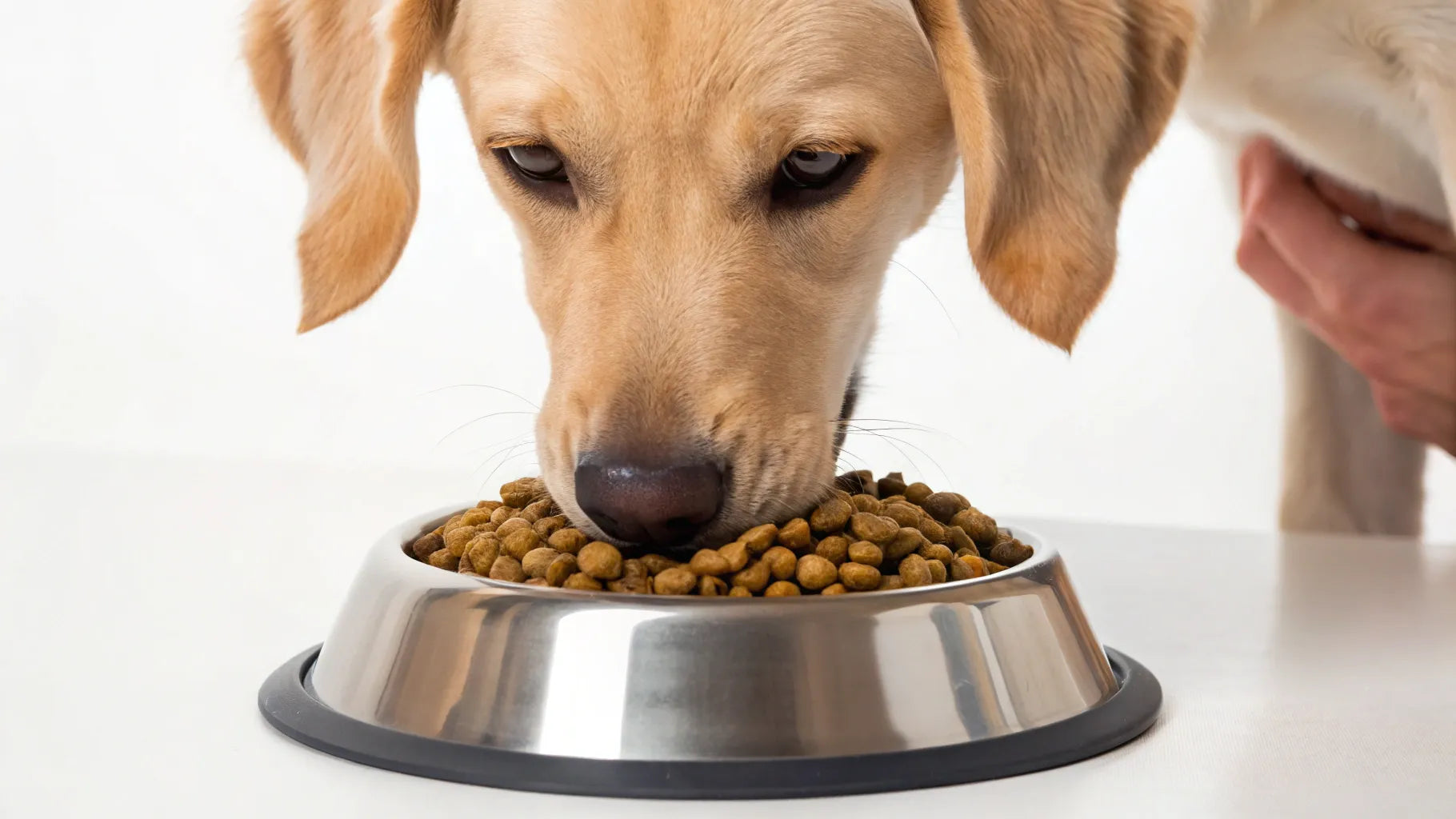 Can Adult Dog Food Give Puppies Diarrhea? Shocking Truth Revealed