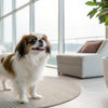 Can I Mix Kibble and Wet Food? A Comprehensive Guide for Dog Owners