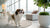 Can I Mix Kibble and Wet Food? A Comprehensive Guide for Dog Owners