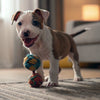 Can I Mix Kibble with Cooked Food? Exploring the Benefits and Best Practices