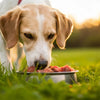 Can I Switch My Dog to Raw Food? A Comprehensive Guide to Transitioning Your Pup Safely and Successfully