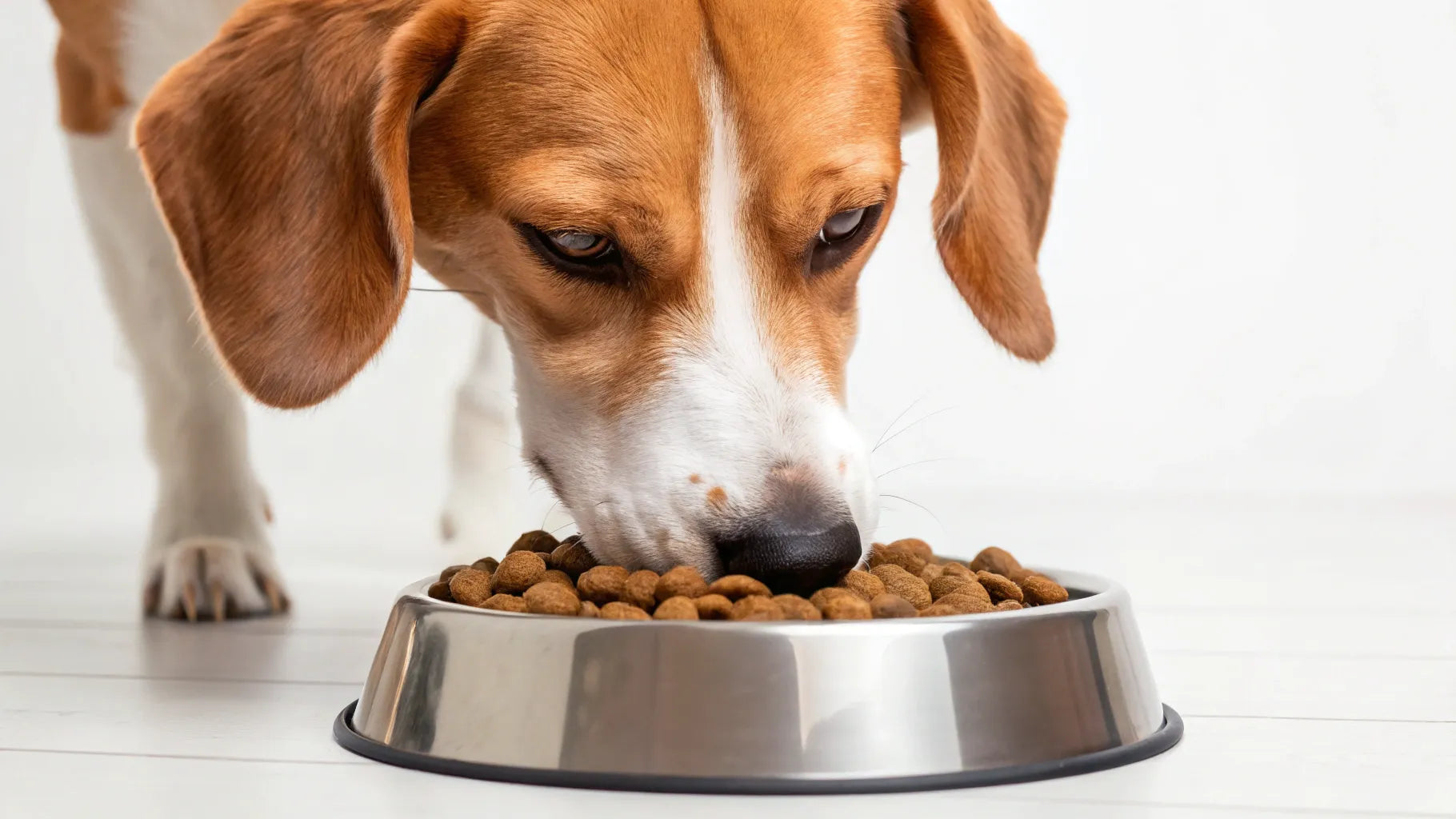 Does Puppy Food Cause Diarrhea in Adult Dogs? Expert Insights