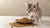 Can Kittens Eat Dog Kibble? Understanding the Nutritional Needs of Our Feline Friends
