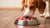 Can My Dog Eat Raw Food? Understanding the Benefits and Risks of a Raw Dog Food Diet