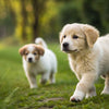 Can Puppies Eat Dog Biscuits? A Comprehensive Guide for Pet Owners