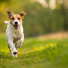 Can Too Much Exercise Give a Dog Diarrhea? Exploring the Connection