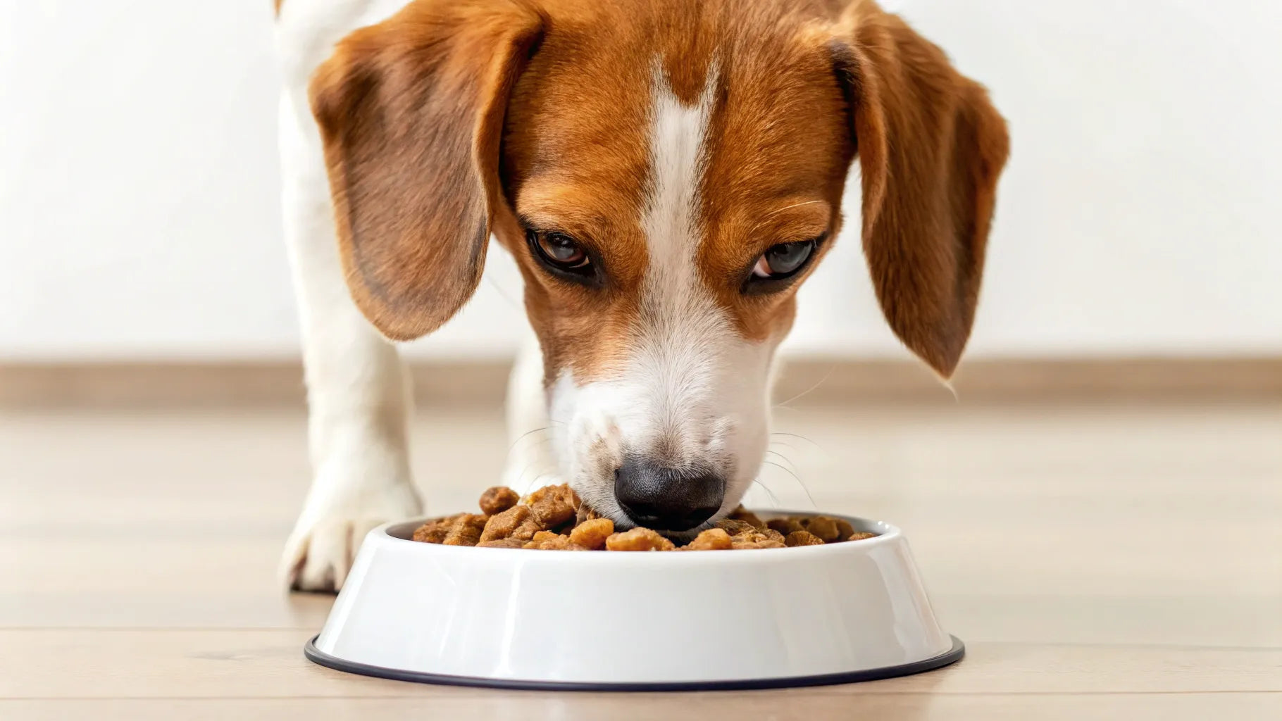 Image showcasing Can Wet Food Give Dogs Diarrhea? Understanding the Impact of Wet Dog ...
