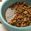 Can You Add Water to Dry Dog Food? Exploring the Benefits and Drawbacks
