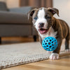 Can You Add Water to Kibble? The Benefits and Best Practices for Your Dog