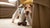 Can You Feed Your Dog Half Raw, Half Kibble? A Comprehensive Guide for Pet Owners