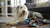 Can You Mix Dog Vitamin Powder Into Homemade Food Recipes?