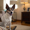 Can You Mix Dry and Canned Dog Food? The Ultimate Guide for Pet Parents