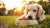 Can You Switch a Dog from Raw Food to Kibble? A Comprehensive Guide