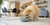 What is the Recipe for Hamburger and Rice for Dogs?