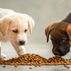 Choosing Between Dry or Wet Dog Food for Puppies: What Pet Owners Need to Know