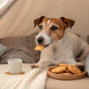 Delicious and Nutritious Homemade Blueberry Dog Treats