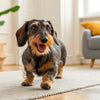 Delicious and Nutritious Homemade Crunchy Dog Treats: A Comprehensive Guide