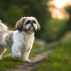 Discovering Lhasa Apso Personality Traits: A Comprehensive Guide for Dog Lovers