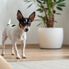 Discovering the Best One Ingredient Dog Treats for Your Furry Friend
