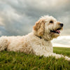 Discovering the Dog Breeds That Need the Least Amount of Exercise