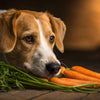 Do Carrots Give Dogs Diarrhea? Understanding the Nutritional Impact and Safe Feeding Guidelines