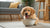 Do Dog Treats Expire? Your Comprehensive Guide to Canine Snack Safety