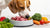 Do Dogs Have to Eat Kibble? Exploring the Best Nutrition for Our Canine Companions