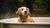 Do Dogs Like Baths? Understanding Our Furry Friends’ Bath Time Preferences