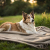Do Dogs Like Blankets? Understanding Your Pup's Comfort Needs
