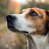 Do Dogs Like Kisses on Their Head? Understanding Canine Affection