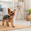 Do Dogs Need Carbs in Their Diet? Understanding Canine Nutrition