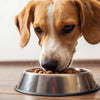 Do Dogs Need to Eat Dry Food? A Comprehensive Guide to Your Dog's Diet