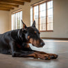 Do Dogs Poop More on Dry Food? Unpacking the Connection Between Diet and Dog Poop