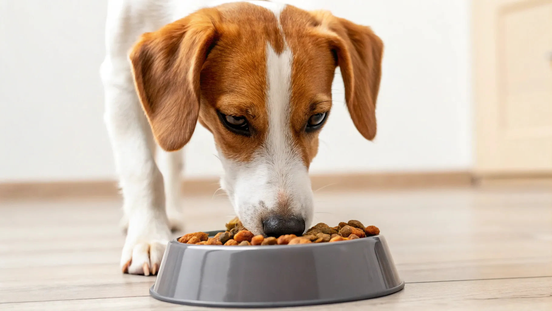 Do Dogs Prefer a Certain Type of Food? Uncover the Truth!