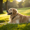 Do Dogs Put on Weight After Being Neutered? Understanding the Link Between Neutering and Weight Gain
