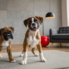 Do Dogs Really Need Kibble? Exploring the Truth Behind Dog Nutrition