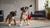 Do Dogs Really Need Kibble? Exploring the Truth Behind Dog Nutrition