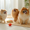 Do It Yourself Dog Food Recipes: A Complete Guide to Homemade Meals for Your Furry Friends