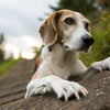 Do Long Nails Hurt Dogs? Understanding the Importance of Proper Nail Care