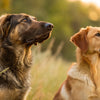 Do Male Dogs Lose Weight When Female is in Heat? Understanding the Impact on Canine Behavior