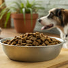 Do You Have to Add Water to Freeze-Dried Dog Food? Exploring the Benefits and Best Practices